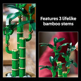 LUCKY BAMBOO - 10344