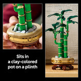 LUCKY BAMBOO - 10344
